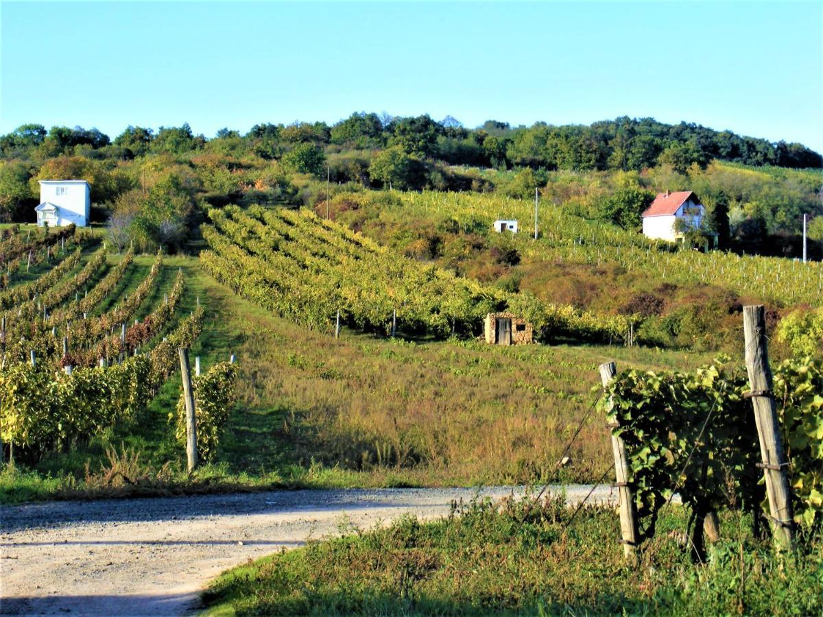 Tokaj Hill Panorama Guesthouse Szerencs Exterior photo